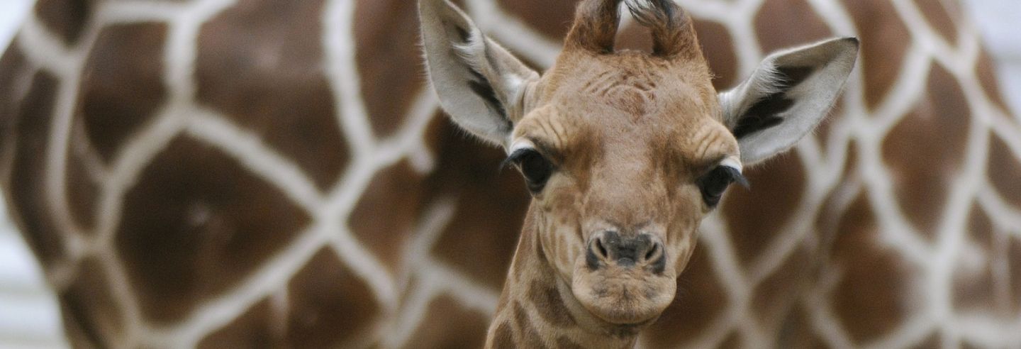 Een babygiraf kijkt in de lens met op de achtergrond een volwassen giraf