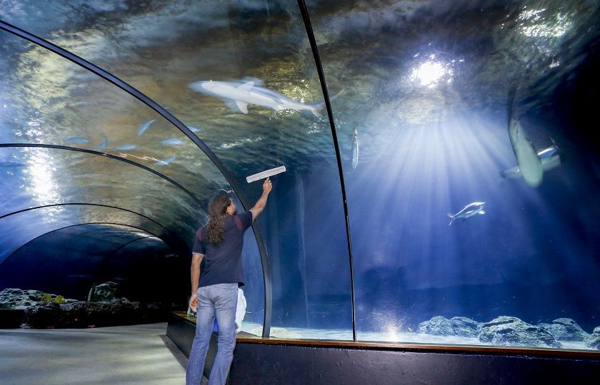 een medewerker van Gom, gezien op de rug, die met een ramenwisser de glazen wand van het Oceanium in Blijdorp was met op de achtergrond haaien
