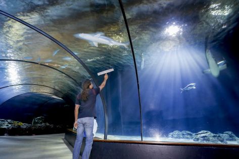 een medewerker van Gom, gezien op de rug, die met een ramenwisser de glazen wand van het Oceanium in Blijdorp was met op de achtergrond haaien