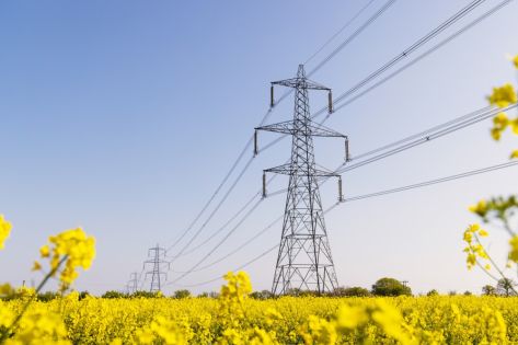 Bovengrond net in veld met gele bloelen